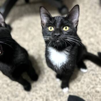 Rescue Domestic Short Hair Cats for Adoption in Hemet, California - Dani | PetCurious