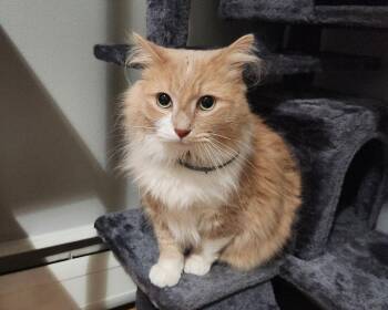 Domestic Medium Hair Cats Available for Adoption - Buddy | PetCurious