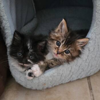 Domestic Long Hair Cats Available for Adoption in Long Beach, California - Bean | PetCurious