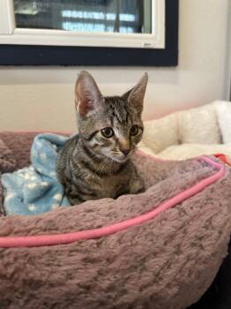 Wendell -  Tabby Cat for Adoption in Newberg, Oregon - Wendell | PetCurious