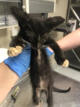 A429806 -  Domestic Short Hair Cat for Adoption in Conroe, Texas - A429806 | PetCurious