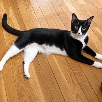 Gato -  Domestic Short Hair Cat for Adoption in New York, New York - Gato | PetCurious