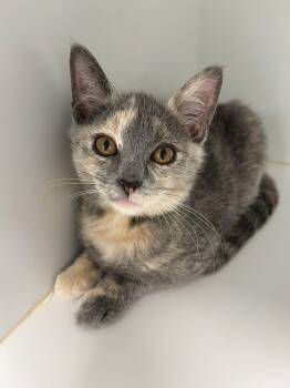 Rescue Domestic Short Hair Cats for Adoption in Arlington Heights, Illinois - Suki | PetCurious