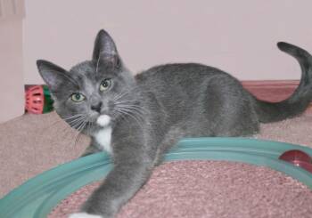 Domestic Short Hair Cats Available for Adoption - Malachi | PetCurious