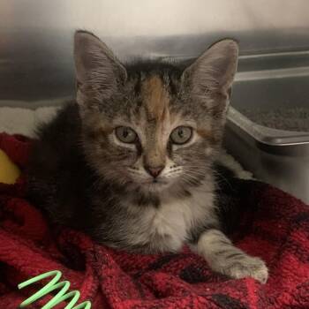 Rescue Domestic Short Hair Cats for Adoption in Blairsville, Georgia - Lorraine | PetCurious