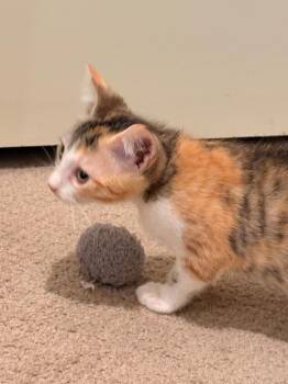 Wynna -  Domestic Short Hair Cat for Adoption in The Woodlands, Texas - Wynna | PetCurious
