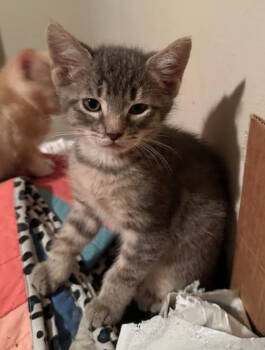 Rescue Domestic Short Hair Cats for Adoption in Redmond, Washington - Little Joe From Kokomo | PetCurious