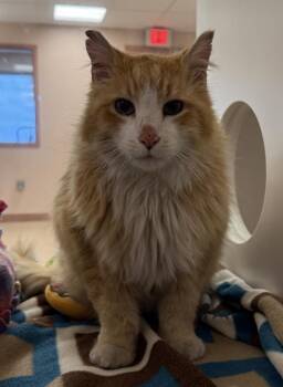 Sunny -  Domestic Medium Hair Cat Available for Adoption in Black Eagle, Montana - Sunny | PetCurious