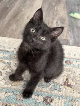 Toronto -  Domestic Short Hair Cat for Adoption in Vancouver, Washington - Toronto | PetCurious