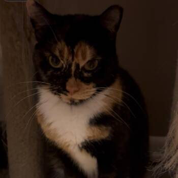 Ally -  Domestic Short Hair Cat for Adoption in Tulsa, Oklahoma - Ally | PetCurious