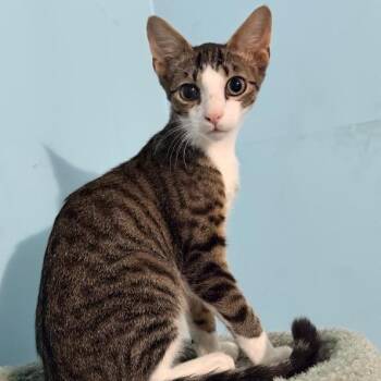 Yodie -  Domestic Short Hair Cat for Adoption in North Myrtle Beach, South Carolina - Yodie | PetCurious