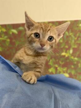 RIBBON -  Domestic Short Hair Cat for Adoption in San Antonio, Texas - RIBBON | PetCurious