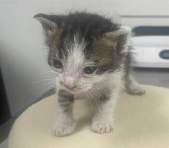 Domestic Short Hair Cats Available for Adoption in Fort Lauderdale, Florida - MARY | PetCurious