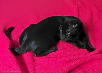 Bb And Hershe Le Pew -  Domestic Short Hair Cat for Adoption in Chandler, Arizona - Bb And Hershe Le Pew | PetCurious