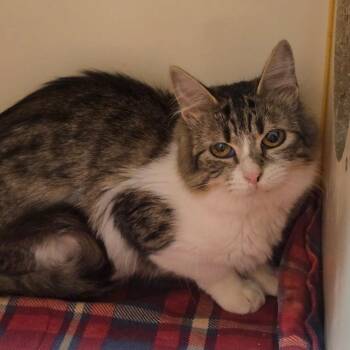 Domestic Medium Hair Cats Available for Adoption in South Elgin, Illinois - Carmen | PetCurious