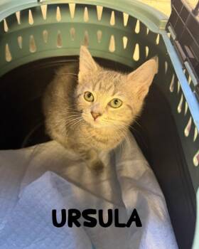 Rescue Domestic Short Hair Cats for Adoption in Bellmawr, New Jersey - Ursula | PetCurious