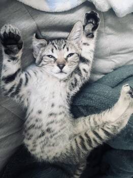Domestic Short Hair Cats Available for Adoption - Legend | PetCurious