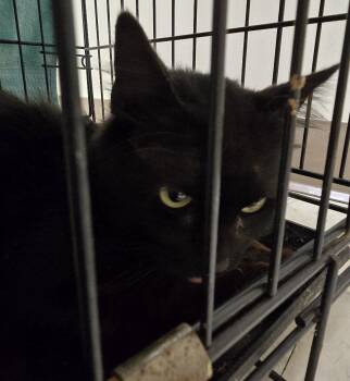 Toto -  Domestic Short Hair Cat for Adoption in Saint Clairsville, Ohio - Toto | PetCurious