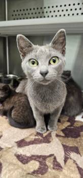 Robin -  Domestic Short Hair Cat for Adoption in Athens, Tennessee - Robin | PetCurious