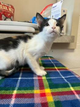 Cookies and Cream -  Domestic Short Hair Cat for Adoption in Marion, Ohio - Cookies And Cream | PetCurious