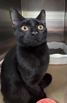 Salem (TAS 4) -  Domestic Short Hair Cat for Adoption in Trenton, New Jersey - Salem (TAS 4) | PetCurious