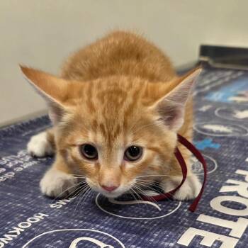 Tami -  Domestic Short Hair Cat for Adoption in Carmel, Indiana - Tami | PetCurious