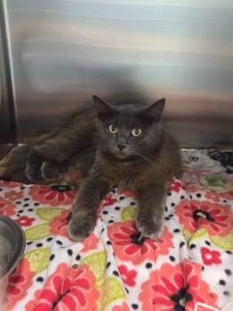 Ann -  Domestic Short Hair Cat for Adoption in Athens, Tennessee - Ann | PetCurious
