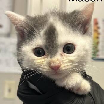 Mason -  Domestic Medium Hair Cat for Adoption in Knoxville, Tennessee - Mason | PetCurious