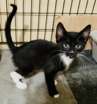 Domestic Short Hair and Tabby Cats Available for Adoption in Pensacola, Florida - Tipster | PetCurious