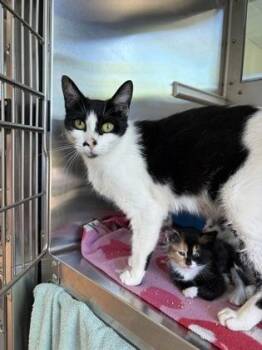 Buttons -  Domestic Short Hair Cat for Adoption in Westland, Michigan - Buttons | PetCurious