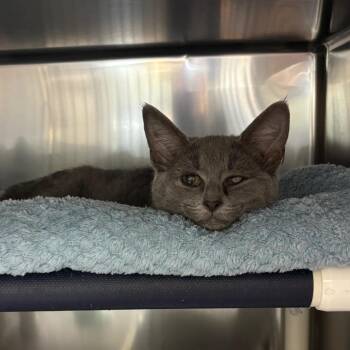 Cokunut -  Domestic Short Hair Cat for Adoption in Charlottesville, Virginia - Cokunut | PetCurious
