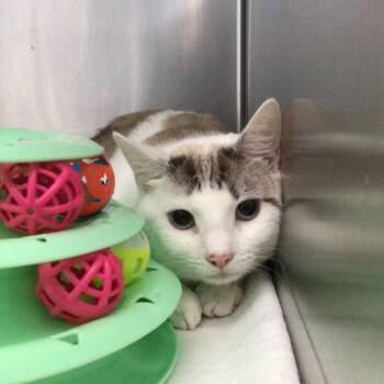 Domestic Short Hair Cats Available for Adoption - Saphire | PetCurious