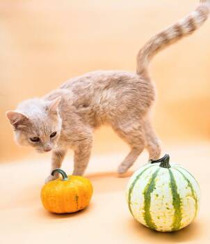 Rescue Domestic Short Hair Cats for Adoption in Springfield, Missouri - Liberty | PetCurious