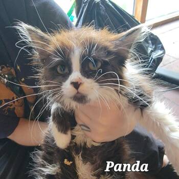 Panda -  Domestic Short Hair Cat for Adoption in Buffalo, Wyoming - Panda | PetCurious