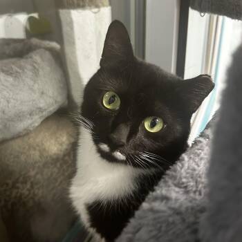 Rescue Domestic Short Hair Cats for Adoption in Grand Rapids, Michigan - Freckles And Socks | PetCurious