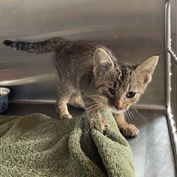 Baby Gracie -  Domestic Short Hair Cat for Adoption in Murray, Kentucky - Baby Gracie | PetCurious