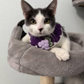 MINNIE - A WHOLE LOT OF LOVE IN A MINNIE PACKAGE -  Domestic Short Hair Cat for Adoption in Plano, Texas - MINNIE - A WHOLE LOT OF LOVE IN A MINNIE PACKAGE | PetCurious