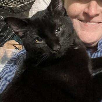 Domestic Long Hair Cats Available for Adoption in Mount Vernon, Arkansas - Butler | PetCurious