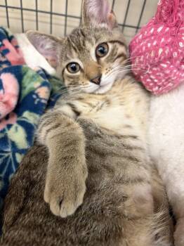 AUTUMN -  Tabby Cat for Adoption in Smithtown, New York - AUTUMN | PetCurious