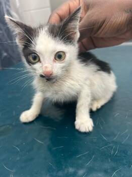 Chin -  Domestic Short Hair Cat for Adoption in Mobile, Alabama - Chin | PetCurious