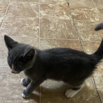 Humphry -  Domestic Short Hair Cat for Adoption in Bismarck, North Dakota - Humphry | PetCurious