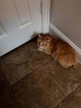 Rescue Domestic Short Hair Cats for Adoption in Prosper, Texas - Riley | PetCurious