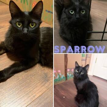Sparrow -  Domestic Long Hair Cat for Adoption in Orangevale, California - Sparrow | PetCurious