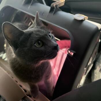 Domestic Short Hair and Russian Blue Cats Available for Adoption in Chandler, Arizona - Isa Dora | PetCurious