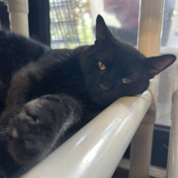 Hocus Pocus -  Domestic Short Hair Cat for Adoption in Tylertown, Mississippi - Hocus Pocus | PetCurious