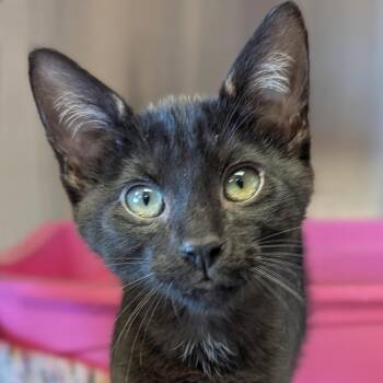 Frida -  Domestic Short Hair Cat for Adoption in Jefferson, Wisconsin - Frida | PetCurious