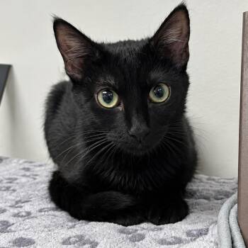Vereor -  Domestic Short Hair Cat for Adoption in West Palm Beach, Florida - Vereor | PetCurious
