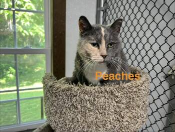 Peaches -  Dilute Calico and Domestic Short Hair Cat for Adoption in Hazlet, New Jersey - Peaches | PetCurious