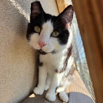 Rescue Domestic Short Hair Cats for Adoption in Nampa, Idaho - Joker | PetCurious