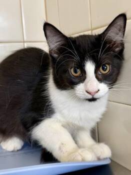 Cookie -  Domestic Medium Hair and Domestic Short Hair Cat for Adoption in San Antonio, Texas - Cookie | PetCurious